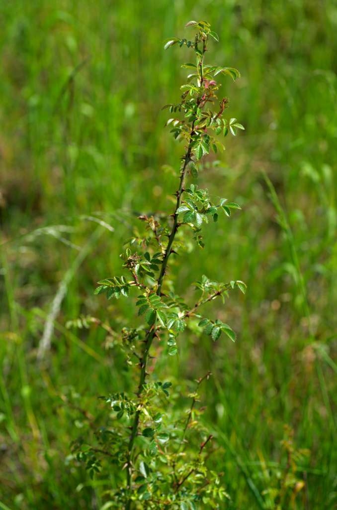 IMGP1520-1024~0.jpg