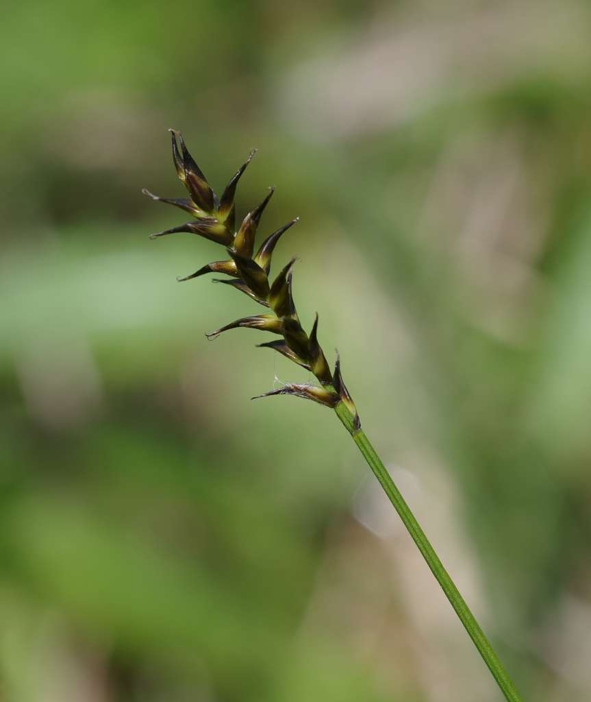 IMGP1523-1024~3.jpg