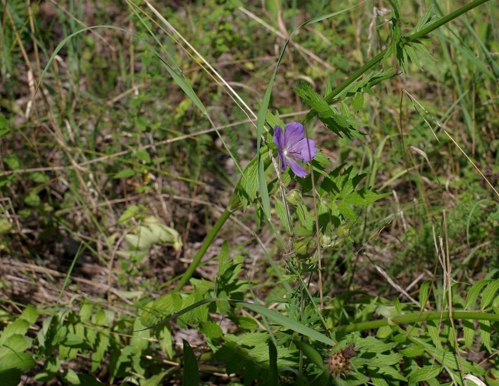 IMGP1525-1024~2.jpg