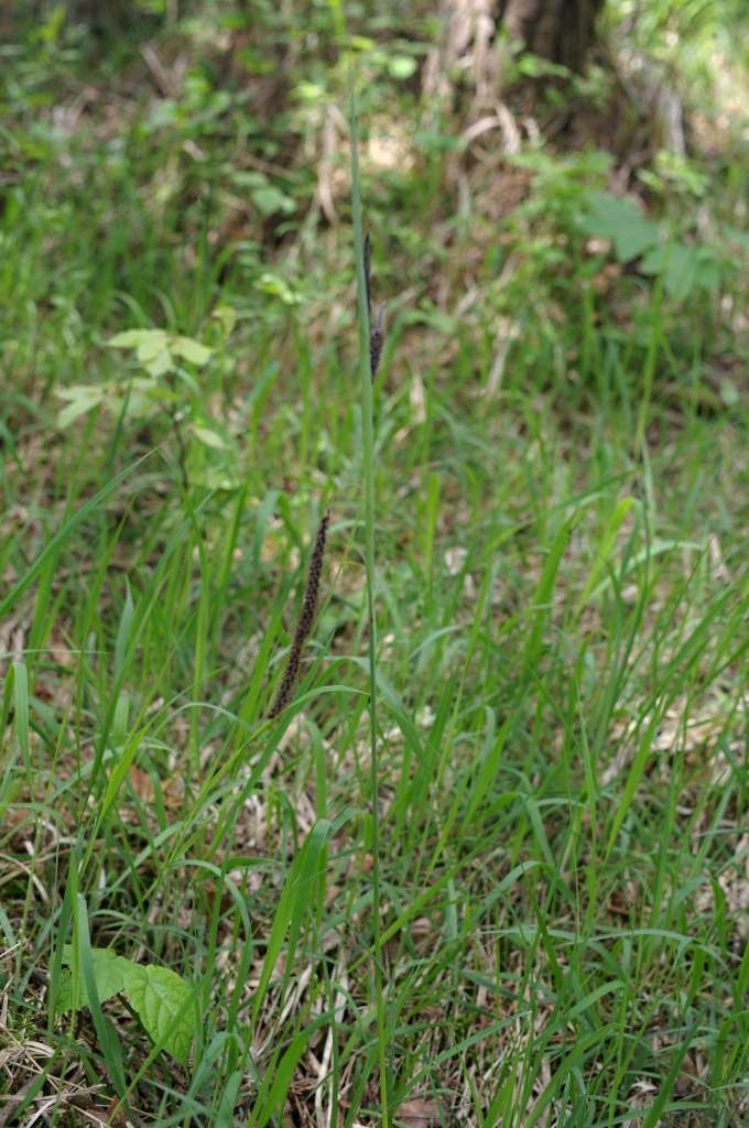 IMGP1546-1024~4.jpg