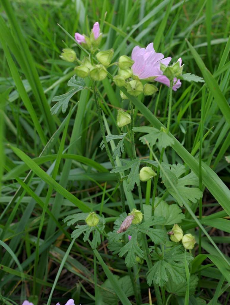 IMGP1557-1024~2.jpg