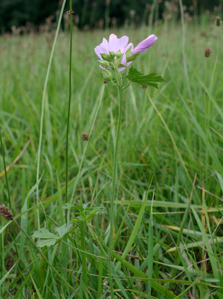 IMGP1566-1024~2.jpg