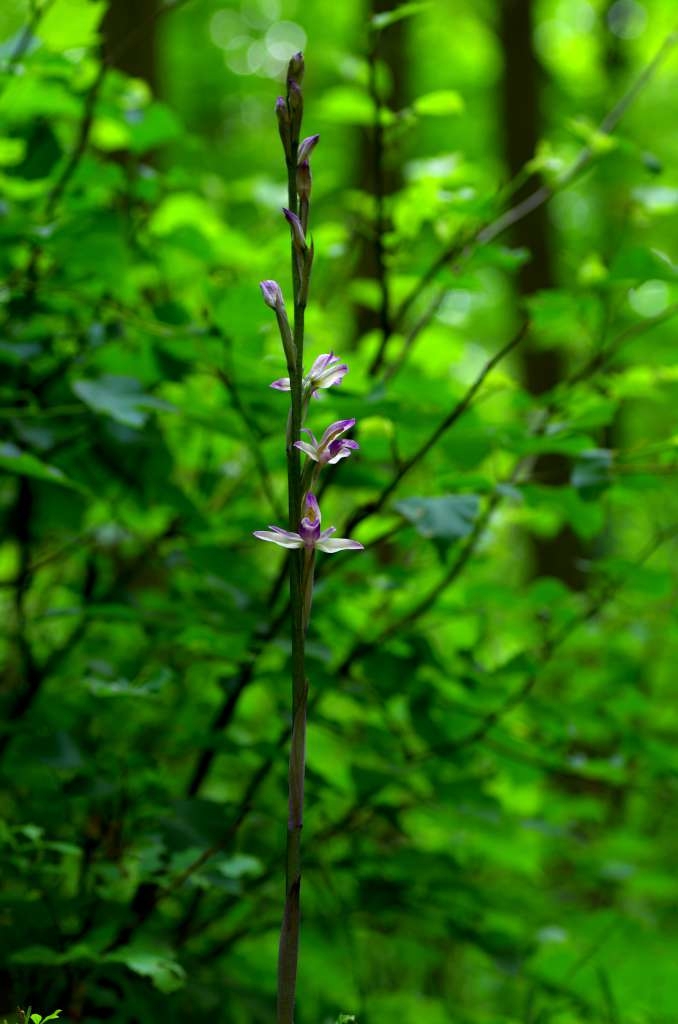 IMGP1591-1024.jpg