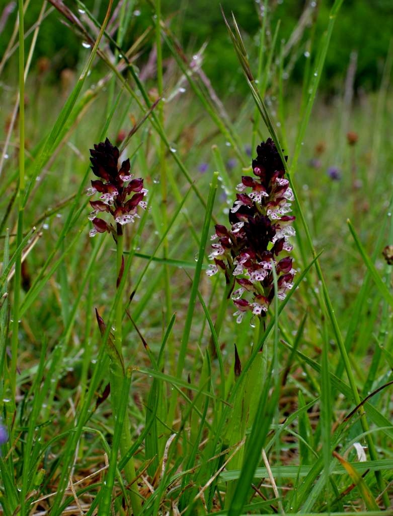 IMGP1592-1024~0.jpg