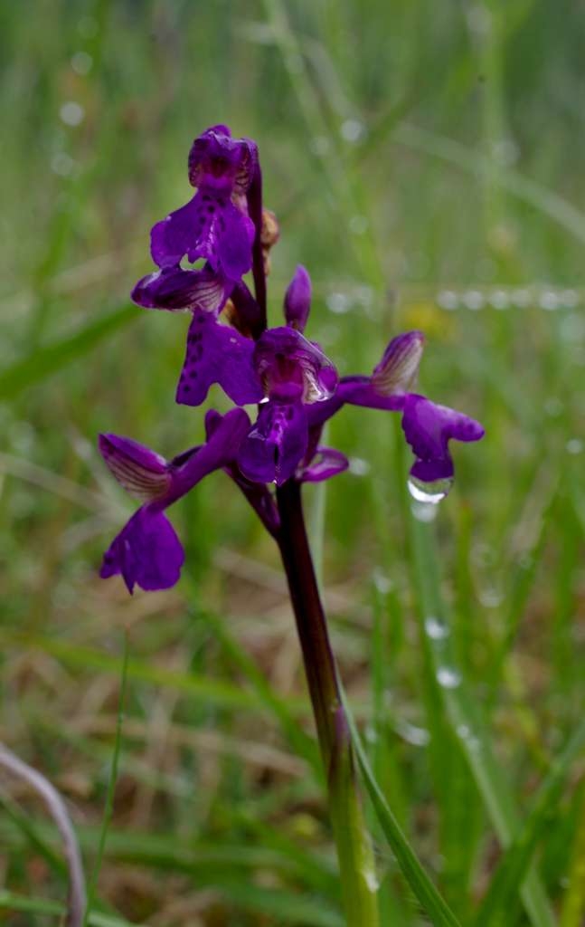 IMGP1600-1024~1.jpg