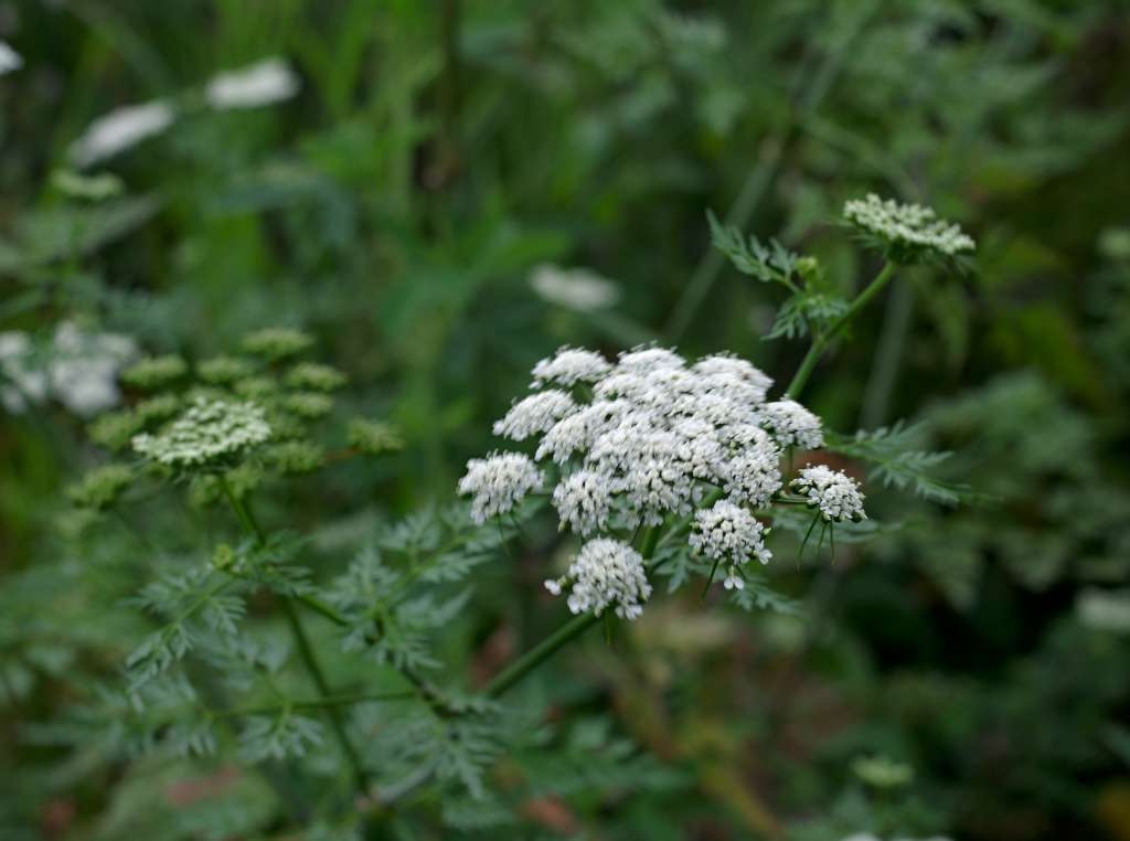 IMGP1613-1024~2.jpg