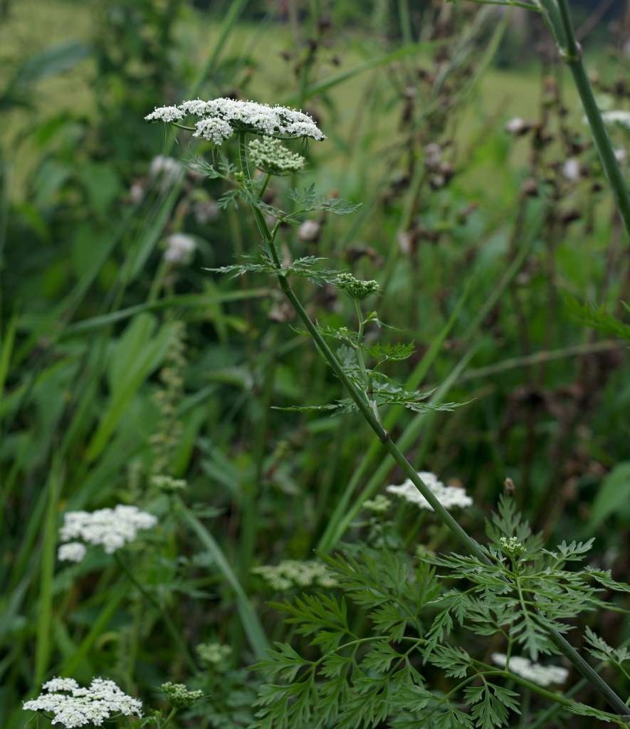 IMGP1622-1024~4.jpg