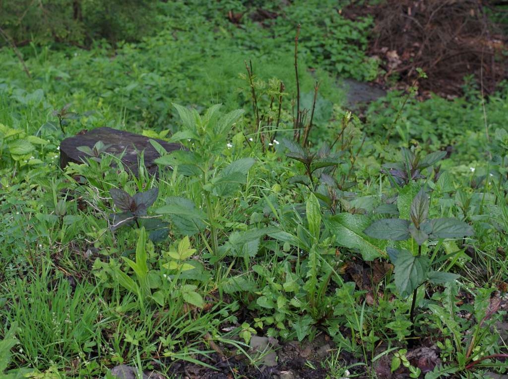 IMGP1661-1024~2.jpg