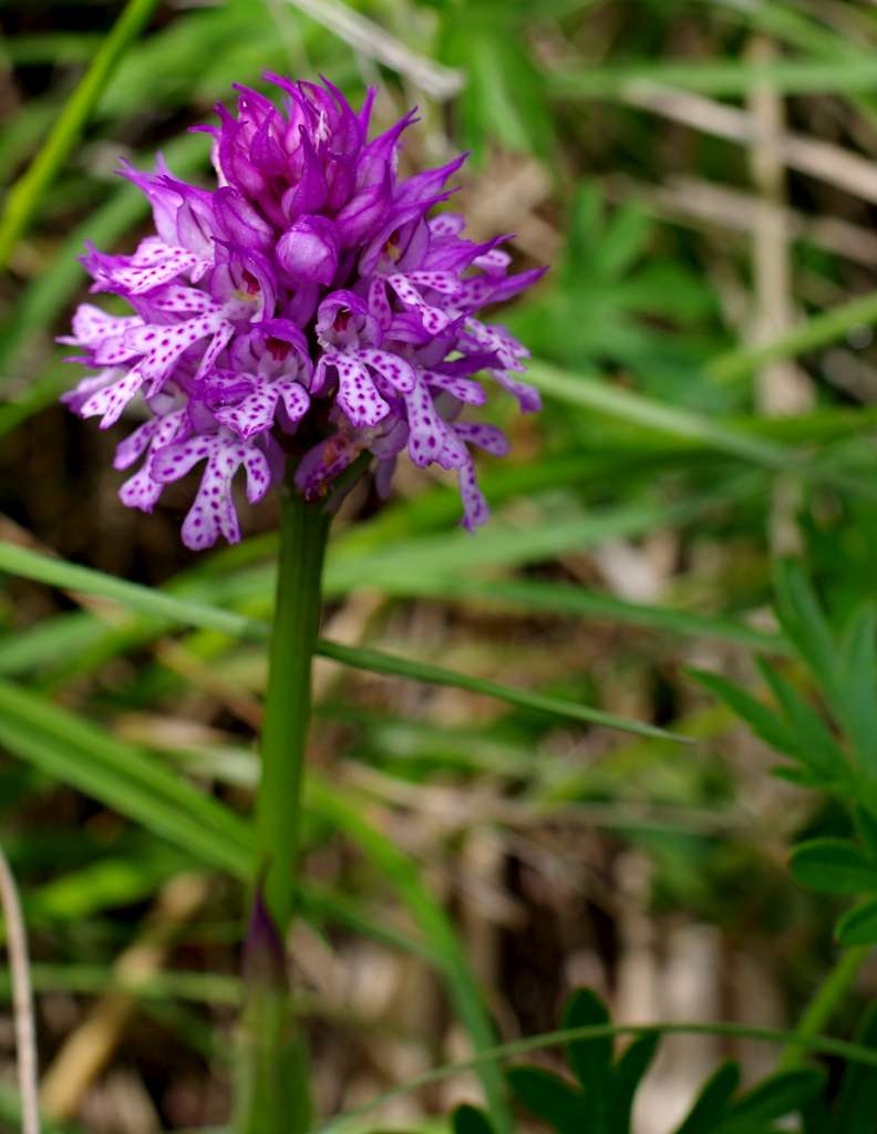 IMGP1691-1024.jpg