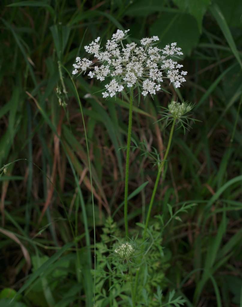 IMGP1710-1024~2.jpg