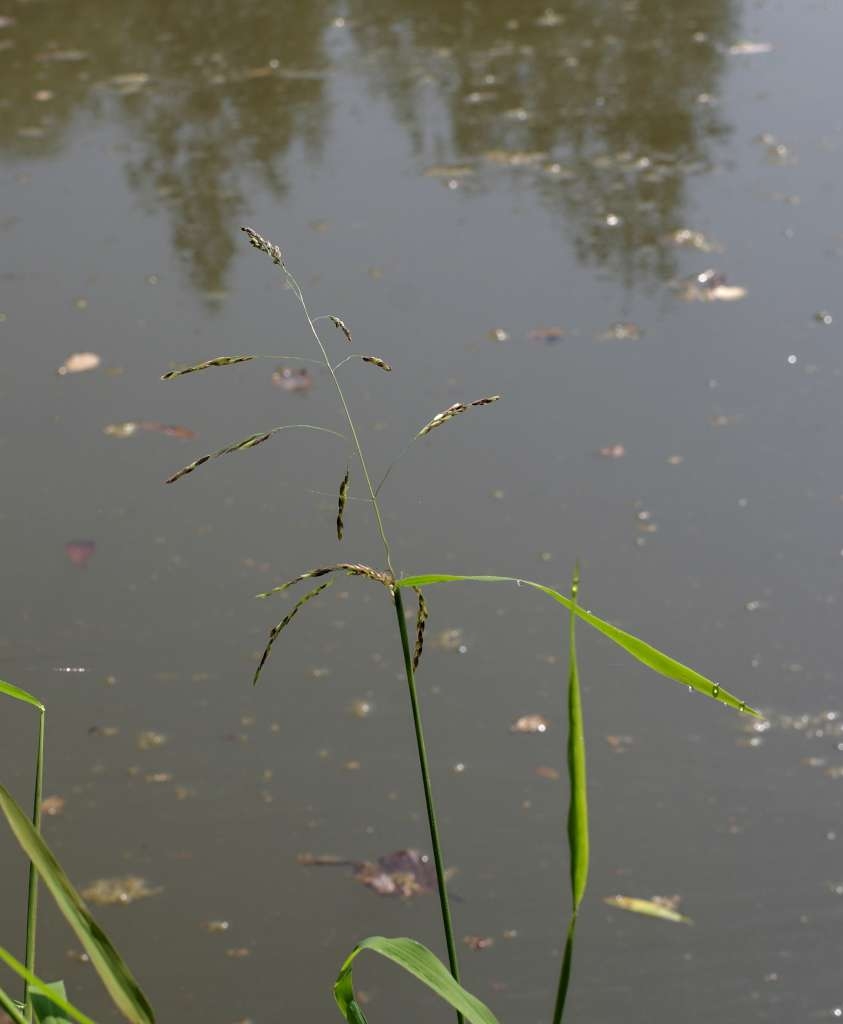 IMGP1715-1024~2.jpg
