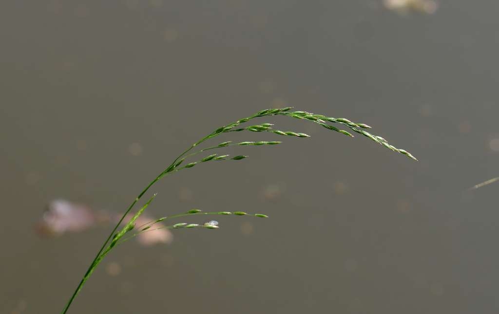 IMGP1720-1024~2.jpg