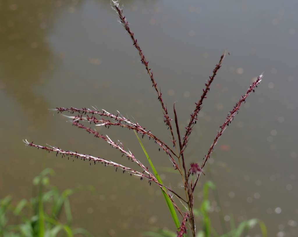 IMGP1724-1024~2.jpg