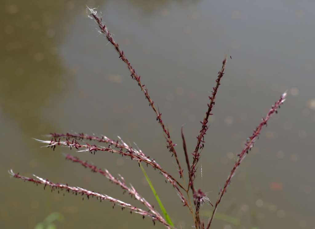 IMGP1725-1024~2.jpg