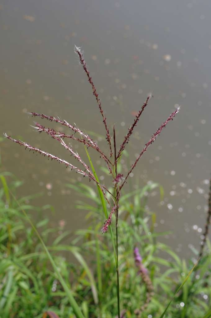 IMGP1726-1024~2.jpg