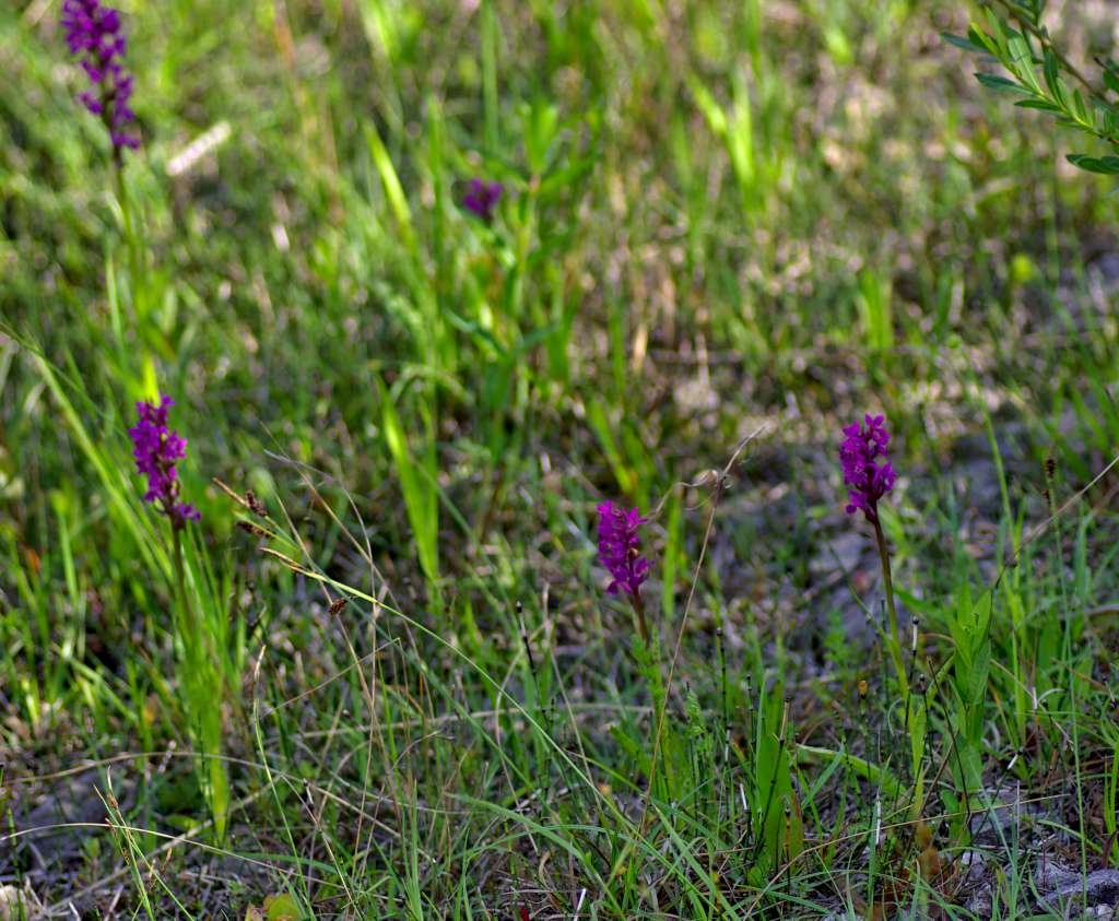 IMGP1729-1024~0.jpg