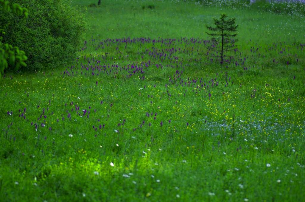IMGP1740-1024~0.jpg