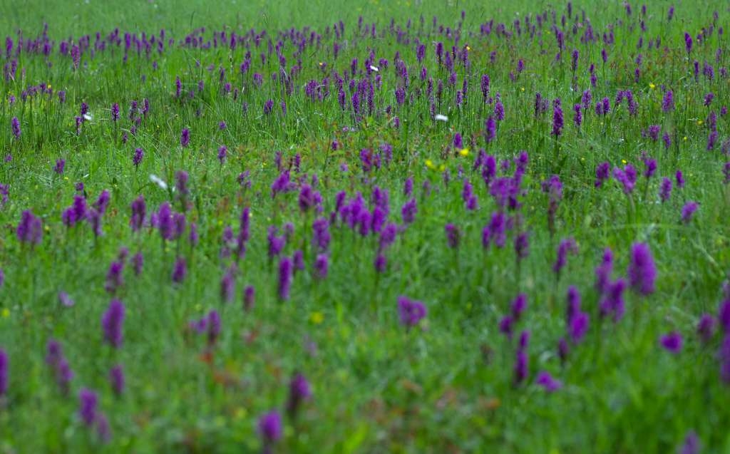IMGP1741-1024~0.jpg
