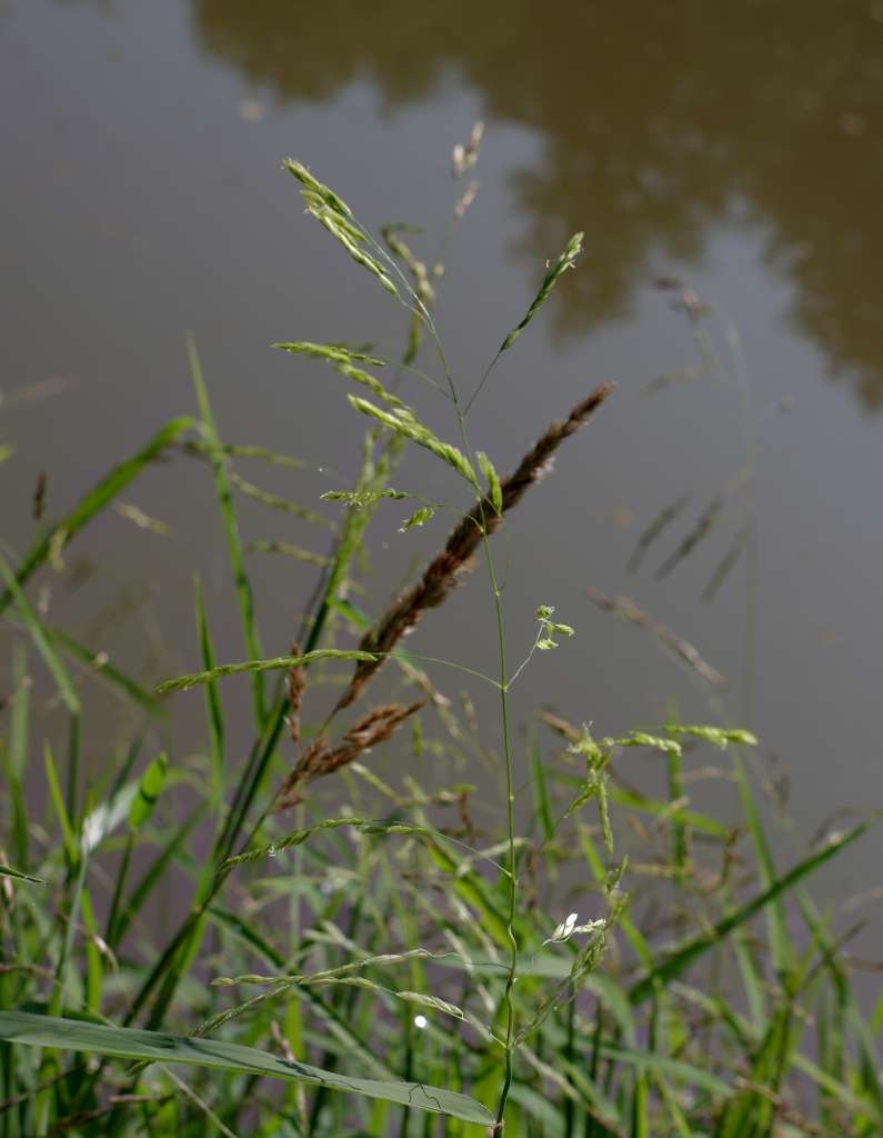 IMGP1742-1024~1.jpg
