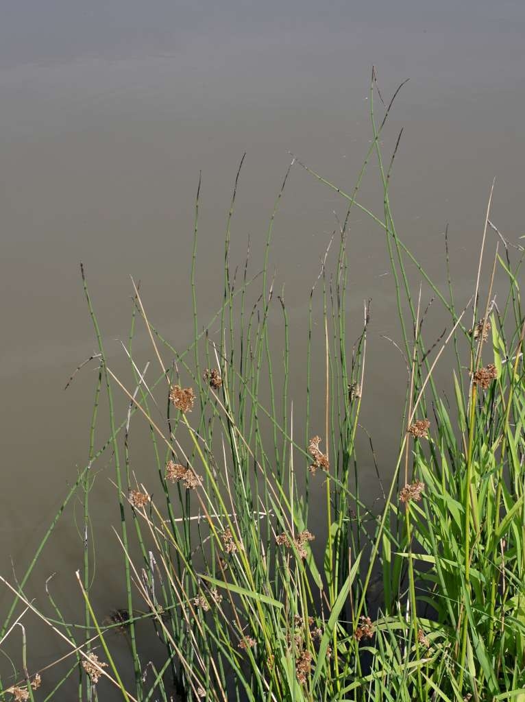 IMGP1748-1024~2.jpg
