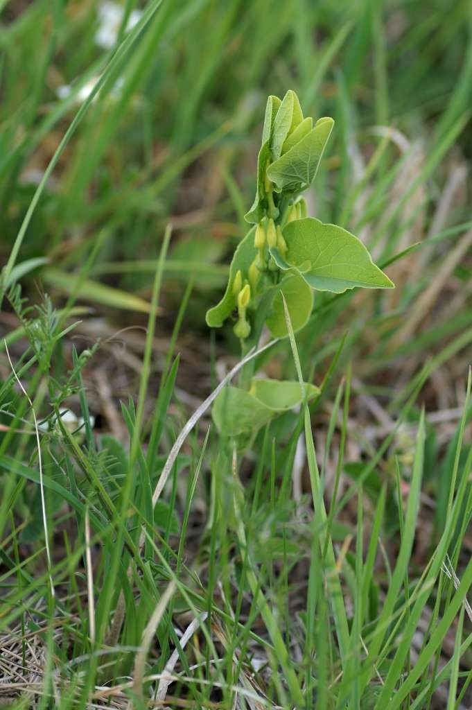 IMGP1755-1024~3.jpg