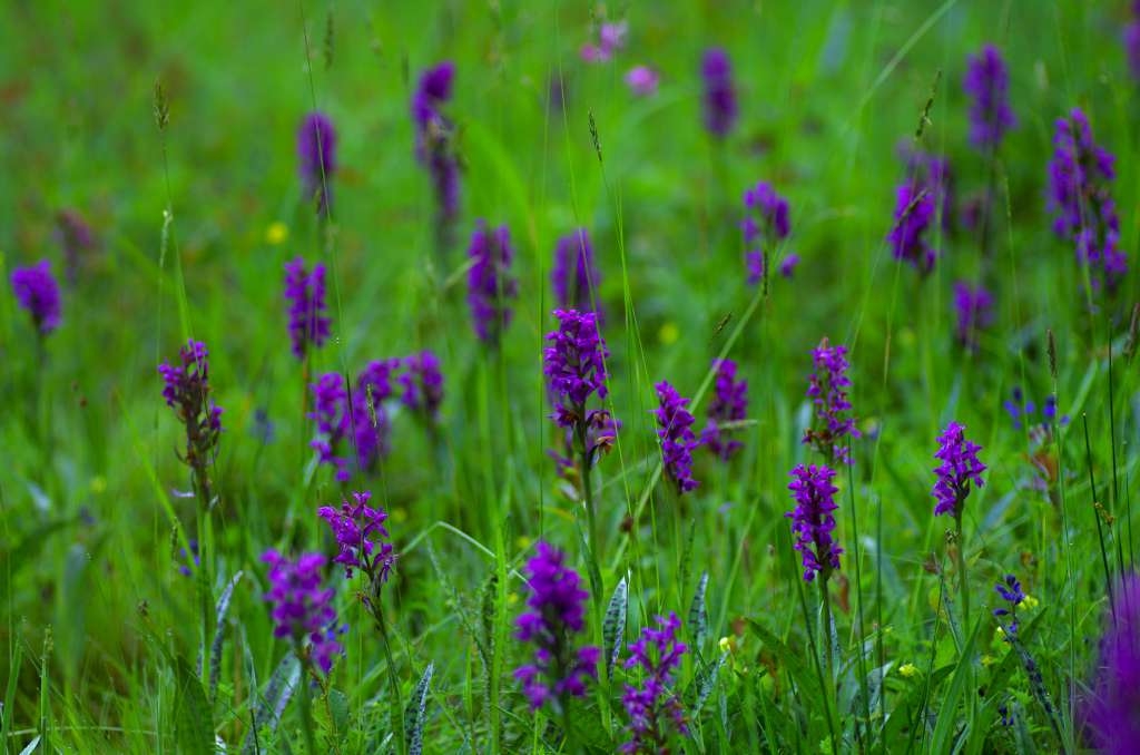 IMGP1759-1024~0.jpg