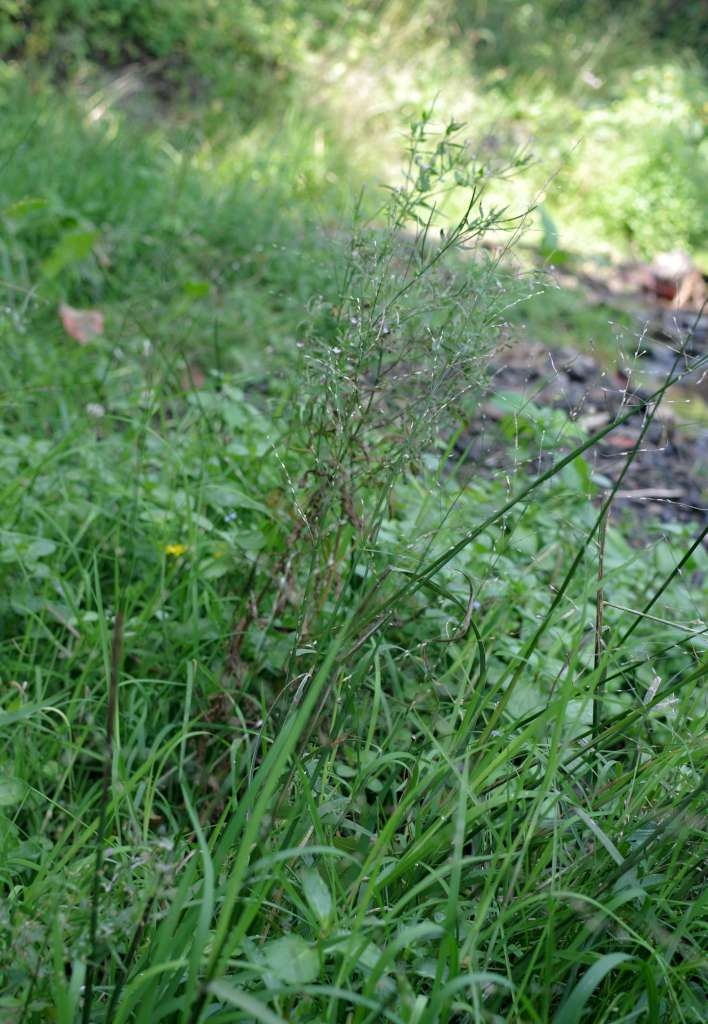 IMGP1761-1024~2.jpg