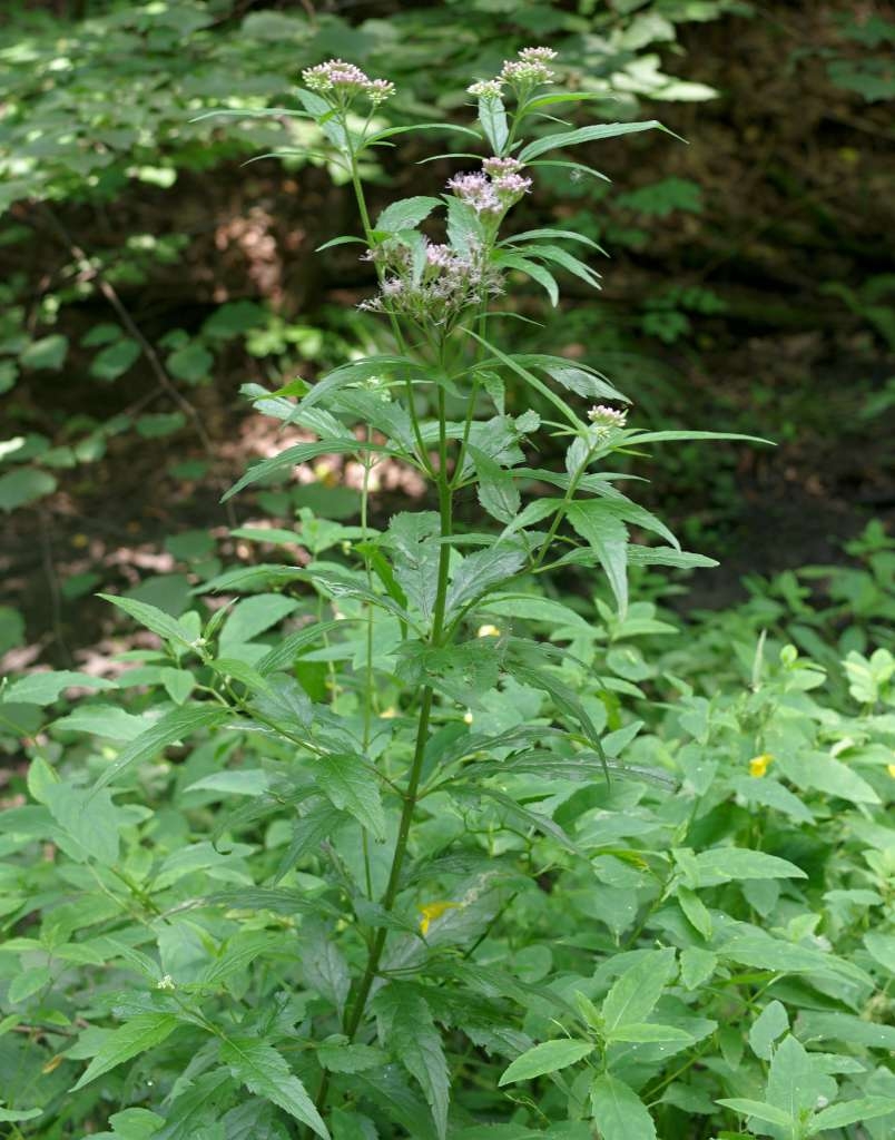 IMGP1780-1024~0.jpg