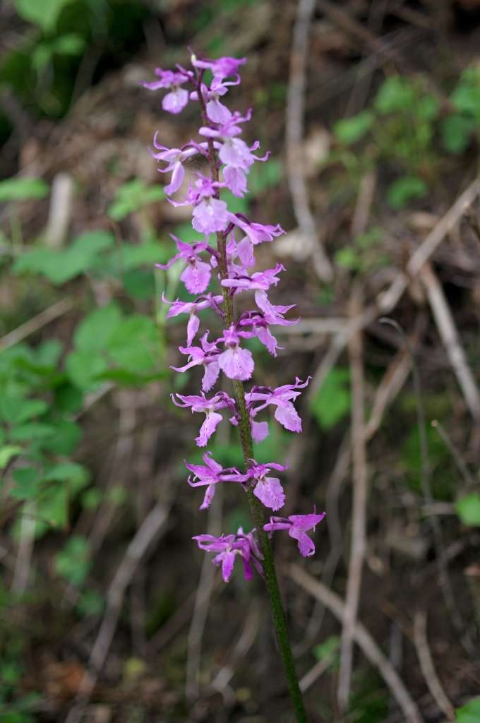 IMGP1798-1024~3.jpg