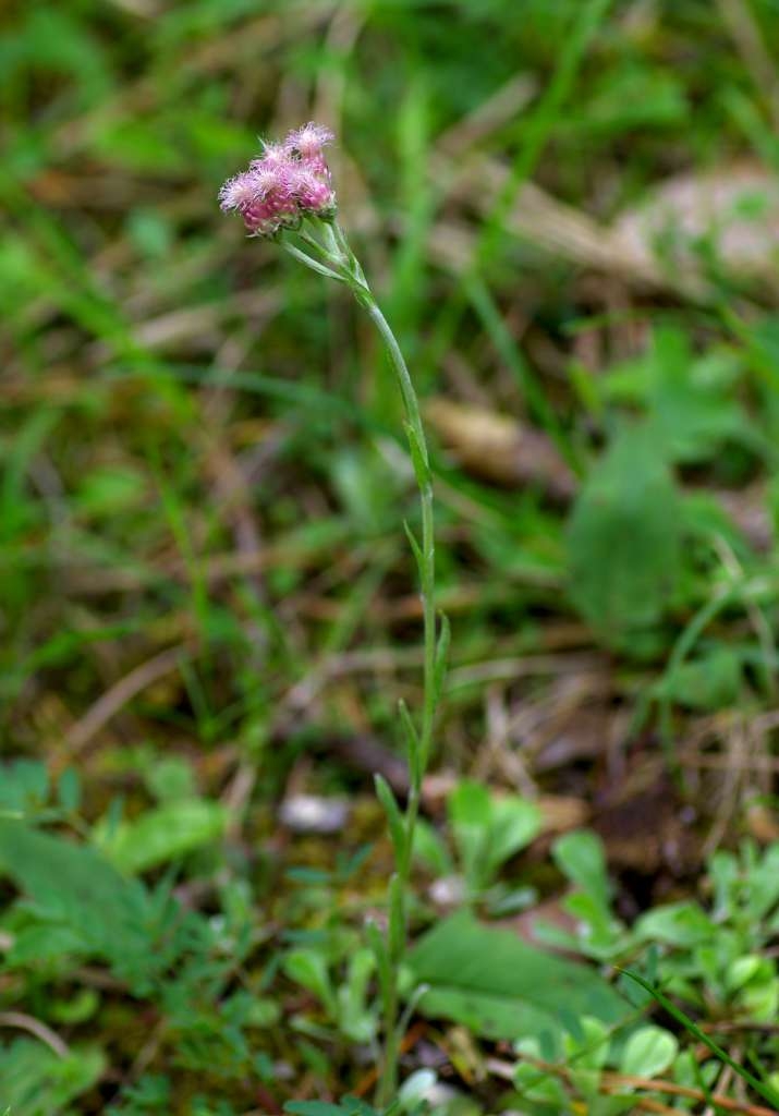 IMGP1799-1024.jpg