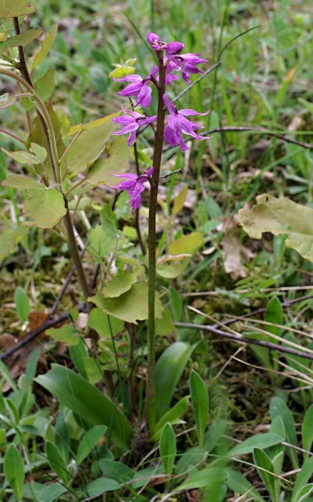 IMGP1825-1024~2.jpg
