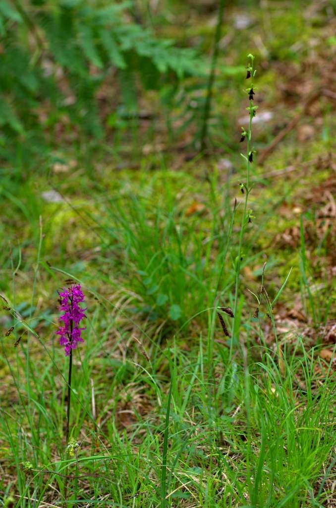 IMGP1842-1024~0.jpg
