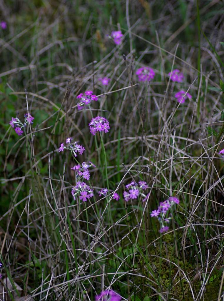 IMGP1849-1024~0.jpg