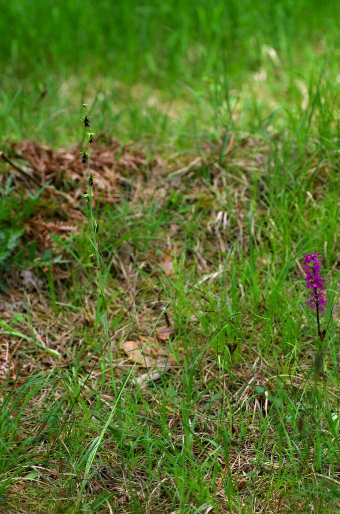 IMGP1851-1024~0.jpg