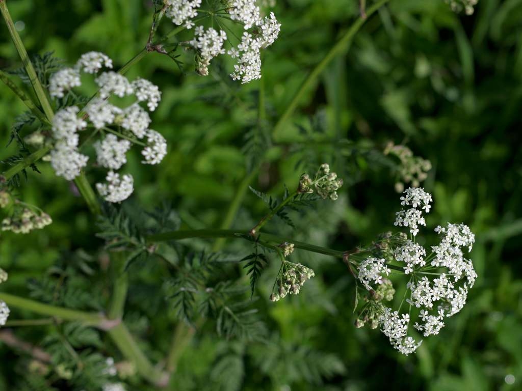 IMGP1861-1024~2.jpg