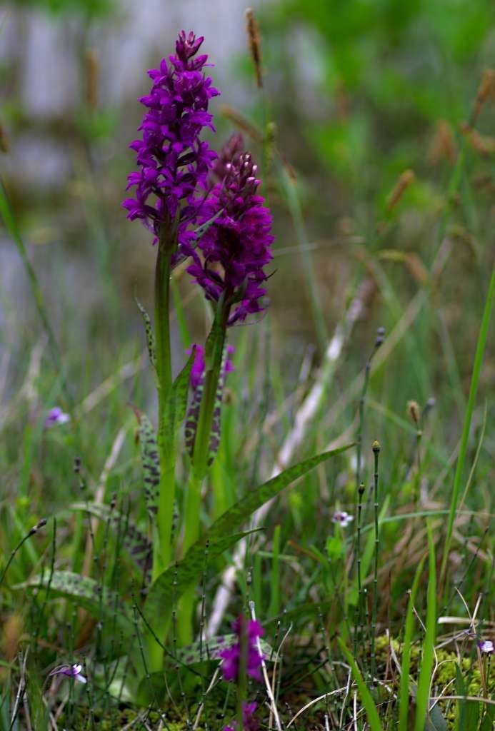 IMGP1862-1024~1.jpg