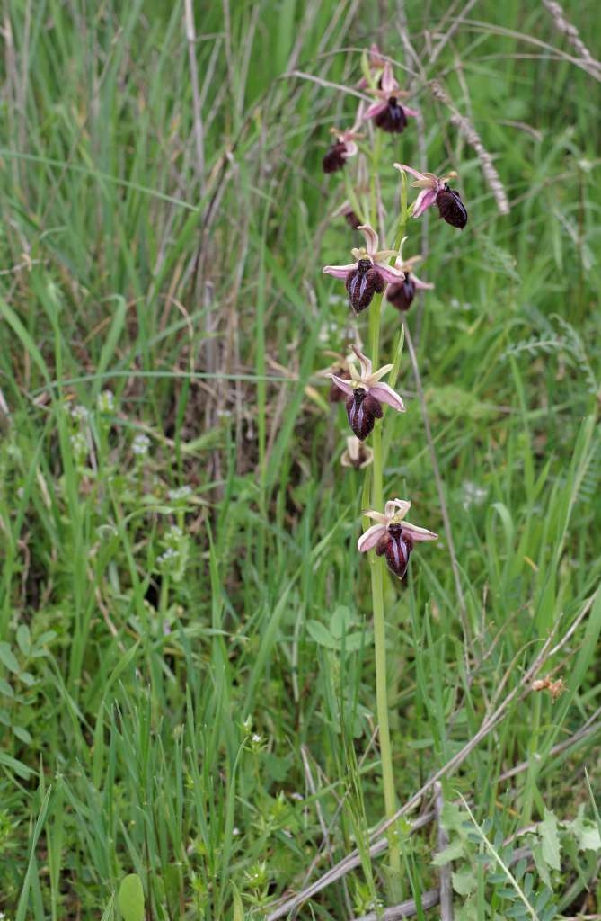 IMGP1906-1024~2.jpg