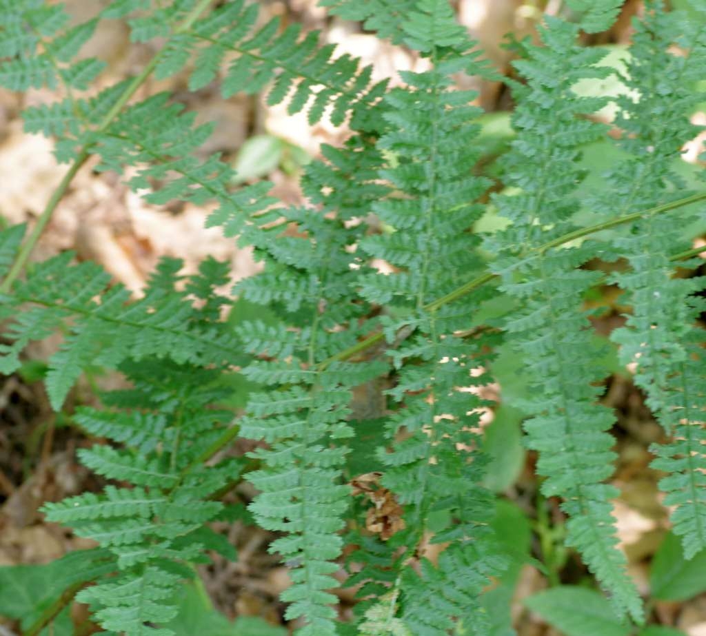 IMGP1932-1024~2.jpg