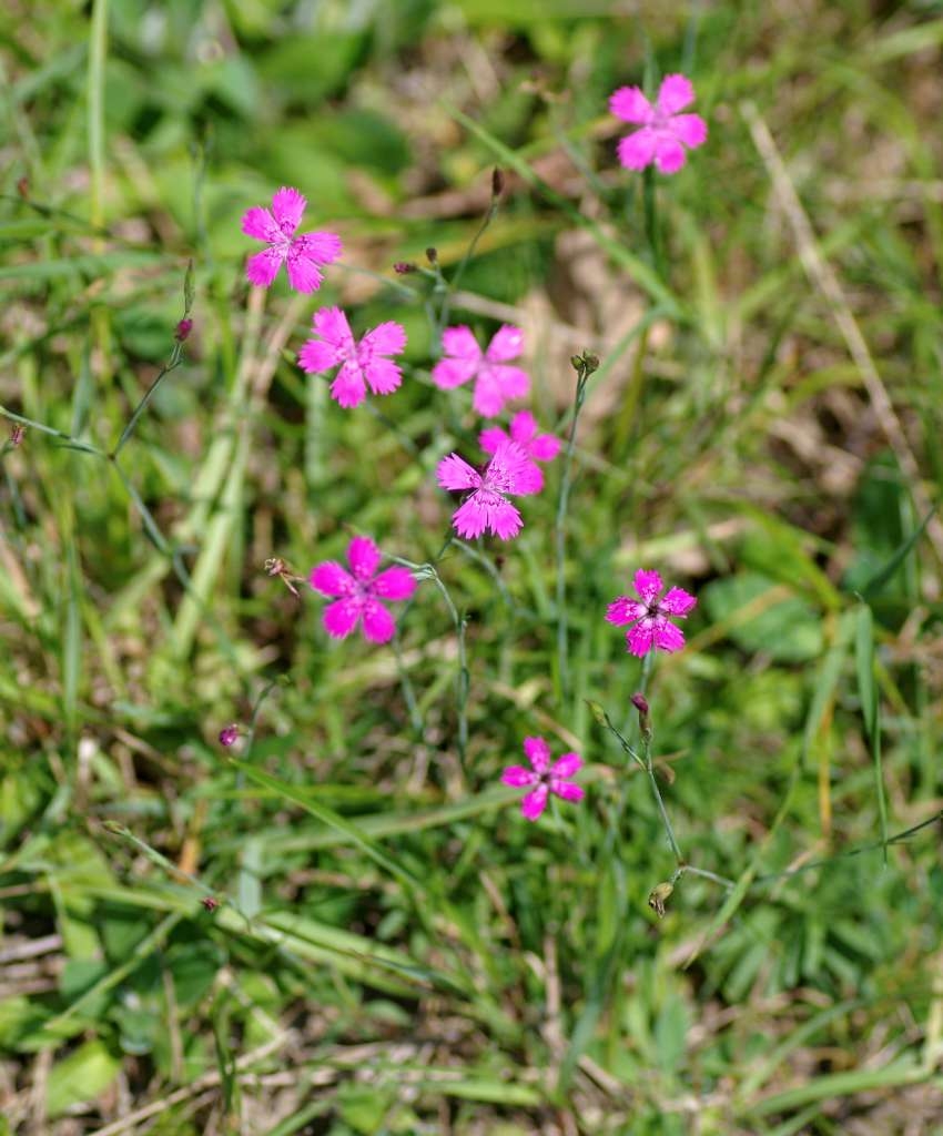 IMGP1972-1024~1.jpg