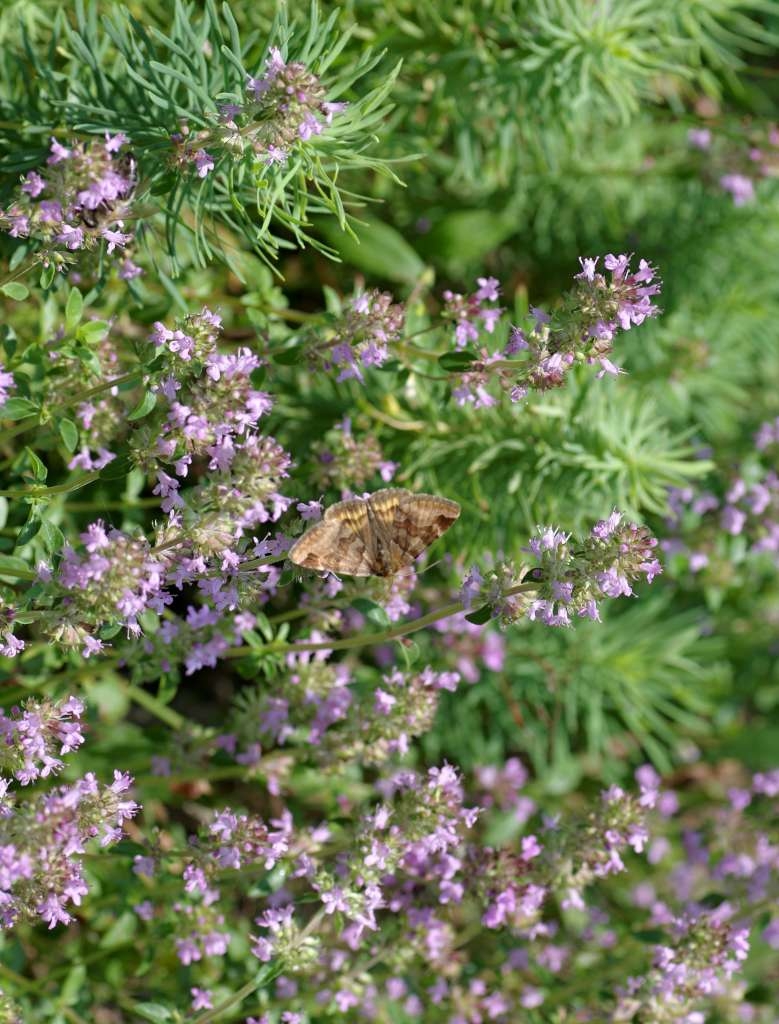 IMGP1977-1024~2.jpg