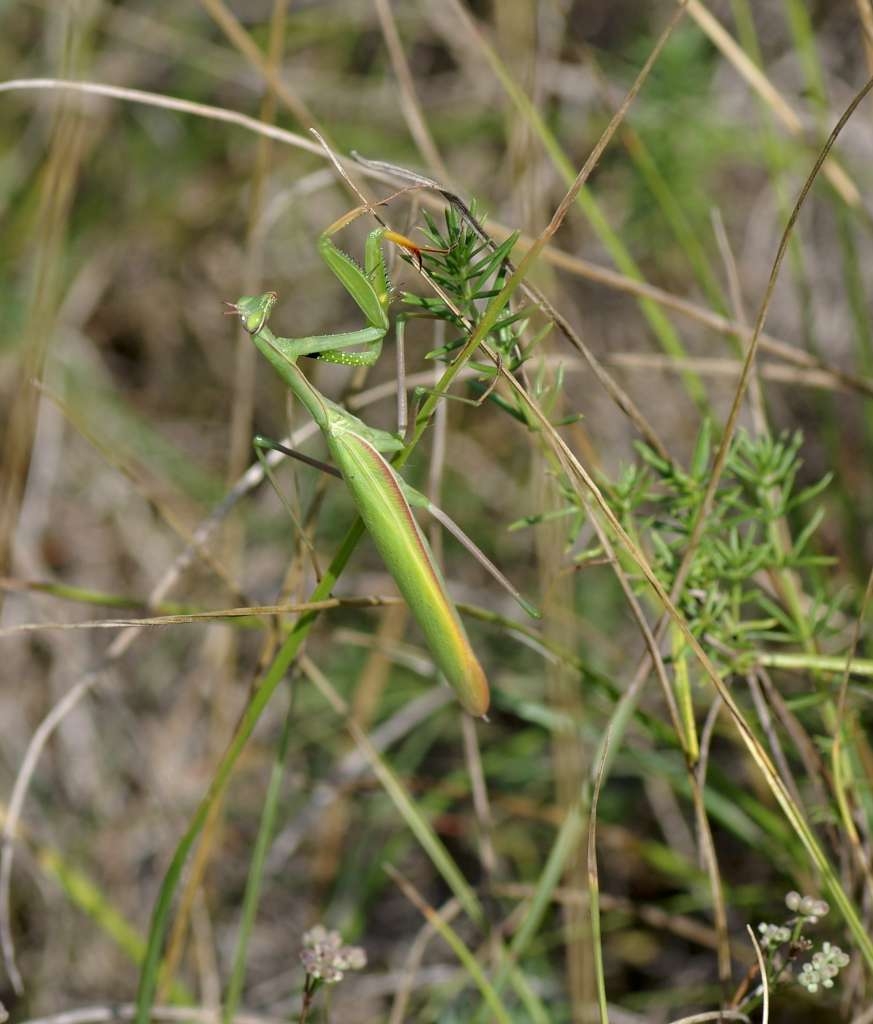 IMGP1985-1024~3.jpg