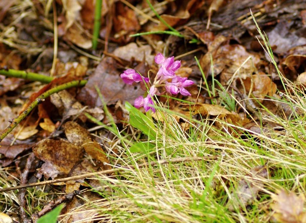 IMGP1993-1024~3.jpg