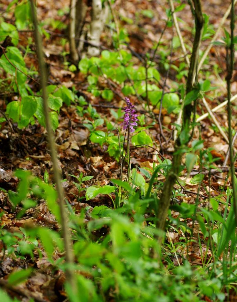 IMGP2008-1024~3.jpg