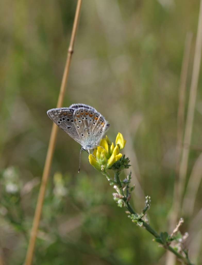IMGP2010-1024~1.jpg