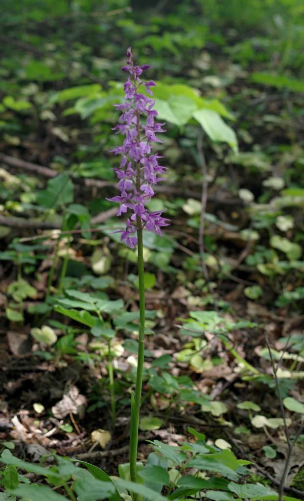 IMGP2019-1024~4.jpg