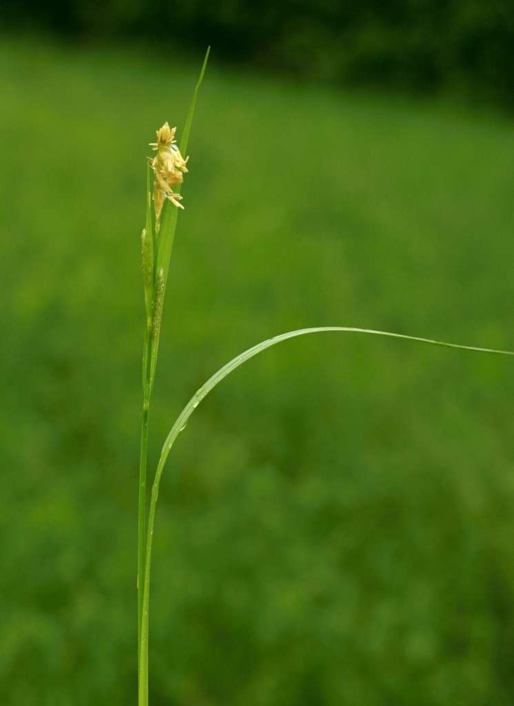 IMGP2057-1024~3.jpg