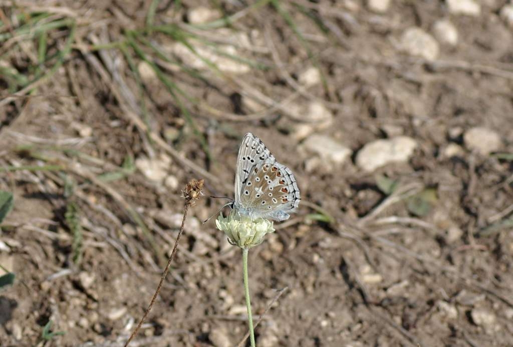 IMGP2061-1024~2.jpg
