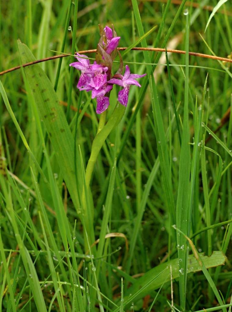 IMGP2061-1024~3.jpg
