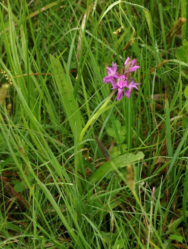 IMGP2063-1024~0.jpg
