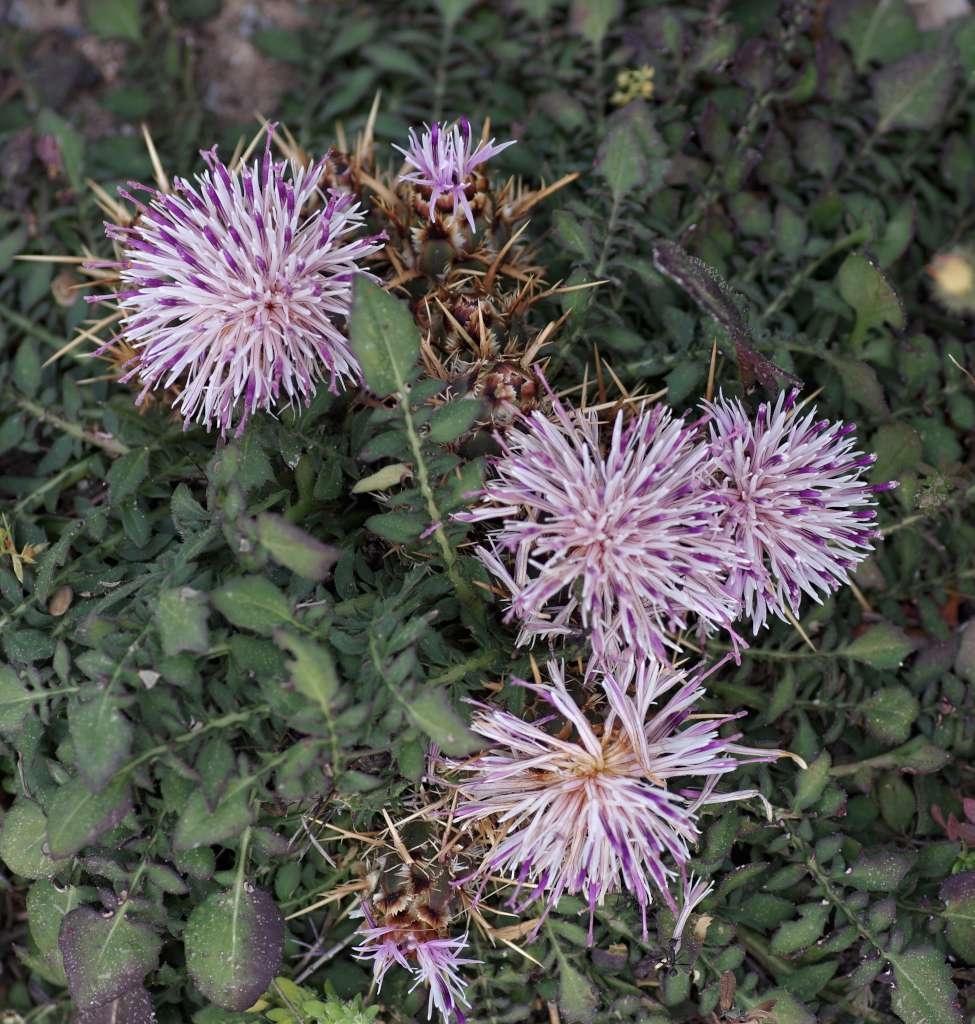 IMGP2066-1024~0.jpg
